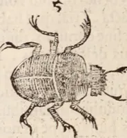 An illustration from De animalibus insectis libri septem : cum singulorum iconibus ad viuum expressis / autore Ulysse Aldrovando ... ; ad sereniss: Franc. Mariam Secundum ... (1602)