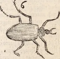 An illustration from De animalibus insectis libri septem : cum singulorum iconibus ad viuum expressis / autore Ulysse Aldrovando ... ; ad sereniss: Franc. Mariam Secundum ... (1602)