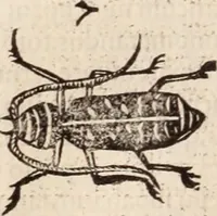 An illustration from De animalibus insectis libri septem : cum singulorum iconibus ad viuum expressis / autore Ulysse Aldrovando ... ; ad sereniss: Franc. Mariam Secundum ... (1602)