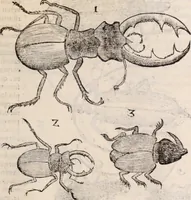 An illustration from De animalibus insectis libri septem : cum singulorum iconibus ad viuum expressis / autore Ulysse Aldrovando ... ; ad sereniss: Franc. Mariam Secundum ... (1602)