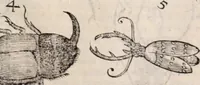 An illustration from De animalibus insectis libri septem : cum singulorum iconibus ad viuum expressis / autore Ulysse Aldrovando ... ; ad sereniss: Franc. Mariam Secundum ... (1602)