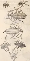 An illustration from De animalibus insectis libri septem : cum singulorum iconibus ad viuum expressis / autore Ulysse Aldrovando ... ; ad sereniss: Franc. Mariam Secundum ... (1602)