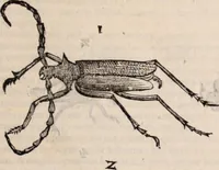 An illustration from De animalibus insectis libri septem : cum singulorum iconibus ad viuum expressis / autore Ulysse Aldrovando ... ; ad sereniss: Franc. Mariam Secundum ... (1602)