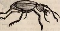 Picture 291 of 515 from De animalibus insectis libri septem : cum singulorum iconibus ad viuum expressis / autore Ulysse Aldrovando ... ; ad sereniss: Franc. Mariam Secundum ... (1602), leaf 468