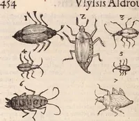 An illustration from De animalibus insectis libri septem : cum singulorum iconibus ad viuum expressis / autore Ulysse Aldrovando ... ; ad sereniss: Franc. Mariam Secundum ... (1602)