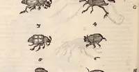 An illustration from De animalibus insectis libri septem : cum singulorum iconibus ad viuum expressis / autore Ulysse Aldrovando ... ; ad sereniss: Franc. Mariam Secundum ... (1602)