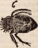 Picture 294 of 515 from De animalibus insectis libri septem : cum singulorum iconibus ad viuum expressis / autore Ulysse Aldrovando ... ; ad sereniss: Franc. Mariam Secundum ... (1602), leaf 471