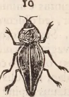 An illustration from De animalibus insectis libri septem : cum singulorum iconibus ad viuum expressis / autore Ulysse Aldrovando ... ; ad sereniss: Franc. Mariam Secundum ... (1602)