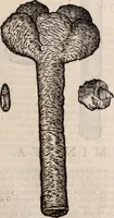An illustration from De animalibus insectis libri septem : cum singulorum iconibus ad viuum expressis / autore Ulysse Aldrovando ... ; ad sereniss: Franc. Mariam Secundum ... (1602)