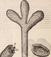 An illustration from De animalibus insectis libri septem : cum singulorum iconibus ad viuum expressis / autore Ulysse Aldrovando ... ; ad sereniss: Franc. Mariam Secundum ... (1602)
