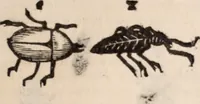 Picture 307 of 515 from De animalibus insectis libri septem : cum singulorum iconibus ad viuum expressis / autore Ulysse Aldrovando ... ; ad sereniss: Franc. Mariam Secundum ... (1602), leaf 486