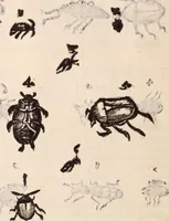 An illustration from De animalibus insectis libri septem : cum singulorum iconibus ad viuum expressis / autore Ulysse Aldrovando ... ; ad sereniss: Franc. Mariam Secundum ... (1602)