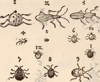 An illustration from De animalibus insectis libri septem : cum singulorum iconibus ad viuum expressis / autore Ulysse Aldrovando ... ; ad sereniss: Franc. Mariam Secundum ... (1602)