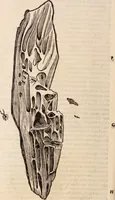 An illustration from De animalibus insectis libri septem : cum singulorum iconibus ad viuum expressis / autore Ulysse Aldrovando ... ; ad sereniss: Franc. Mariam Secundum ... (1602)