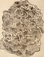 An illustration from De animalibus insectis libri septem : cum singulorum iconibus ad viuum expressis / autore Ulysse Aldrovando ... ; ad sereniss: Franc. Mariam Secundum ... (1602)