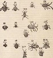 An illustration from De animalibus insectis libri septem : cum singulorum iconibus ad viuum expressis / autore Ulysse Aldrovando ... ; ad sereniss: Franc. Mariam Secundum ... (1602)