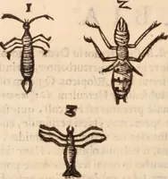 An illustration from De animalibus insectis libri septem : cum singulorum iconibus ad viuum expressis / autore Ulysse Aldrovando ... ; ad sereniss: Franc. Mariam Secundum ... (1602)