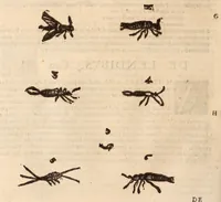 An illustration from De animalibus insectis libri septem : cum singulorum iconibus ad viuum expressis / autore Ulysse Aldrovando ... ; ad sereniss: Franc. Mariam Secundum ... (1602)