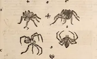 An illustration from De animalibus insectis libri septem : cum singulorum iconibus ad viuum expressis / autore Ulysse Aldrovando ... ; ad sereniss: Franc. Mariam Secundum ... (1602)