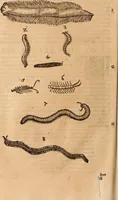 An illustration from De animalibus insectis libri septem : cum singulorum iconibus ad viuum expressis / autore Ulysse Aldrovando ... ; ad sereniss: Franc. Mariam Secundum ... (1602)