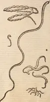 An illustration from De animalibus insectis libri septem : cum singulorum iconibus ad viuum expressis / autore Ulysse Aldrovando ... ; ad sereniss: Franc. Mariam Secundum ... (1602)