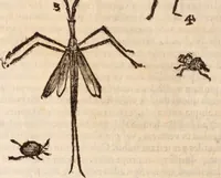An illustration from De animalibus insectis libri septem : cum singulorum iconibus ad viuum expressis / autore Ulysse Aldrovando ... ; ad sereniss: Franc. Mariam Secundum ... (1602)