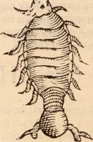 An illustration from De animalibus insectis libri septem : cum singulorum iconibus ad viuum expressis / autore Ulysse Aldrovando ... ; ad sereniss: Franc. Mariam Secundum ... (1602)