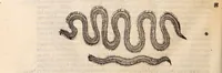 An illustration from De animalibus insectis libri septem : cum singulorum iconibus ad viuum expressis / autore Ulysse Aldrovando ... ; ad sereniss: Franc. Mariam Secundum ... (1602)