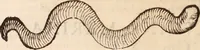 Picture 473 of 515 from De animalibus insectis libri septem : cum singulorum iconibus ad viuum expressis / autore Ulysse Aldrovando ... ; ad sereniss: Franc. Mariam Secundum ... (1602), leaf 749