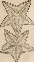 Picture 483 of 515 from De animalibus insectis libri septem : cum singulorum iconibus ad viuum expressis / autore Ulysse Aldrovando ... ; ad sereniss: Franc. Mariam Secundum ... (1602), leaf 758