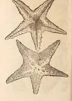 An illustration from De animalibus insectis libri septem : cum singulorum iconibus ad viuum expressis / autore Ulysse Aldrovando ... ; ad sereniss: Franc. Mariam Secundum ... (1602)
