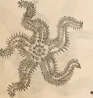An illustration from De animalibus insectis libri septem : cum singulorum iconibus ad viuum expressis / autore Ulysse Aldrovando ... ; ad sereniss: Franc. Mariam Secundum ... (1602)
