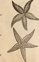 An illustration from De animalibus insectis libri septem : cum singulorum iconibus ad viuum expressis / autore Ulysse Aldrovando ... ; ad sereniss: Franc. Mariam Secundum ... (1602)