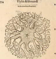 An illustration from De animalibus insectis libri septem : cum singulorum iconibus ad viuum expressis / autore Ulysse Aldrovando ... ; ad sereniss: Franc. Mariam Secundum ... (1602)