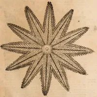 An illustration from De animalibus insectis libri septem : cum singulorum iconibus ad viuum expressis / autore Ulysse Aldrovando ... ; ad sereniss: Franc. Mariam Secundum ... (1602)