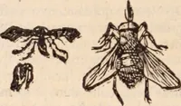 An illustration from De animalibus insectis libri septem : cum singulorum iconibus ad viuum expressis / autore Ulysse Aldrovando ... ; ad sereniss: Franc. Mariam Secundum ... (1602)