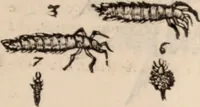 An illustration from De animalibus insectis libri septem : cum singulorum iconibus ad viuum expressis / autore Ulysse Aldrovando ... ; ad sereniss: Franc. Mariam Secundum ... (1602)
