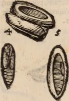An illustration from De animalibus insectis libri septem : cum singulorum iconibus ad viuum expressis / autore Ulysse Aldrovando ... ; ad sereniss: Franc. Mariam Secundum ... (1602)