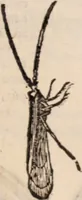 An illustration from De animalibus insectis libri septem : cum singulorum iconibus ad viuum expressis / autore Ulysse Aldrovando ... ; ad sereniss: Franc. Mariam Secundum ... (1602)