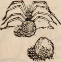An illustration from De animalibus insectis libri septem : cum singulorum iconibus ad viuum expressis / autore Ulysse Aldrovando ... ; ad sereniss: Franc. Mariam Secundum ... (1602)
