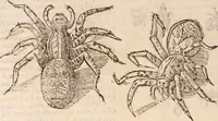 An illustration from De animalibus insectis libri septem : cum singulorum iconibus ad viuum expressis / autore Ulysse Aldrovando ... ; ad sereniss: Franc. Mariam Secundum ... (1602)
