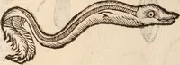 An illustration from De animalibus insectis libri septem : cum singulorum iconibus ad viuum expressis / autore Ulysse Aldrovando ... ; ad sereniss: Franc. Mariam Secundum ... (1602)