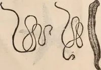 An illustration from De animalibus insectis libri septem : cum singulorum iconibus ad viuum expressis / autore Ulysse Aldrovando ... ; ad sereniss: Franc. Mariam Secundum ... (1602)