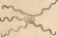 An illustration from De animalibus insectis libri septem : cum singulorum iconibus ad viuum expressis / autore Ulysse Aldrovando ... ; ad sereniss: Franc. Mariam Secundum ... (1602)