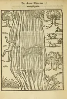 Picture 42 of 42 from De arte natandi libri duo : quorum prior regulas ipsius artis, posterior vero praxin demonstrationemque continet (1587), leaf 120