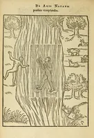 Picture 19 of 42 from De arte natandi libri duo : quorum prior regulas ipsius artis, posterior vero praxin demonstrationemque continet (1587), leaf 70