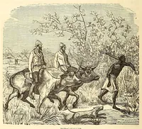Picture 4 of 15 from De Benguella ás terras de Iácca; descripção de uma viagem na Africa central e occidental. Comprehendendo narrações, aventuras, e estudos importantes sobre as cabeceiras dos rios Cu-nene, Cu-bango, Lu-ando, Cu-anza e Cu-ango, e de grande parte do curso dos dois ultimos; alem da descoberta dos rios Hamba, Cauali, Sussa e Cu-gho, e larga noticia sobre as terras de Quiteca, N'bungo, Sosso, Futa, e Iácca (1881), leaf 136