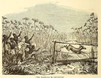 Picture 15 of 15 from De Benguella ás terras de Iácca; descripção de uma viagem na Africa central e occidental. Comprehendendo narrações, aventuras, e estudos importantes sobre as cabeceiras dos rios Cu-nene, Cu-bango, Lu-ando, Cu-anza e Cu-ango, e de grande parte do curso dos dois ultimos; alem da descoberta dos rios Hamba, Cauali, Sussa e Cu-gho, e larga noticia sobre as terras de Quiteca, N'bungo, Sosso, Futa, e Iácca (1881), leaf 418