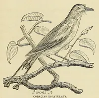 An illustration from De Benguella ás terras de Iácca; descripção de uma viagem na Africa central e occidental. Comprehendendo narrações, aventuras, e estudos importantes sobre as cabeceiras dos rios Cu-nene, Cu-bango, Lu-ando, Cu-anza e Cu-ango, e de grande parte do curso dos dois ultimos; alem da descoberta dos rios Hamba, Cauali, Sussa e Cu-gho, e larga noticia sobre as terras de Quiteca, N'bungo, Sosso, Futa, e Iácca (1881)