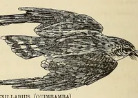 An illustration from De Benguella ás terras de Iácca; descripção de uma viagem na Africa central e occidental. Comprehendendo narrações, aventuras, e estudos importantes sobre as cabeceiras dos rios Cu-nene, Cu-bango, Lu-ando, Cu-anza e Cu-ango, e de grande parte do curso dos dois ultimos; alem da descoberta dos rios Hamba, Cauali, Sussa e Cu-gho, e larga noticia sobre as terras de Quiteca, N'bungo, Sosso, Futa, e Iácca (1881)